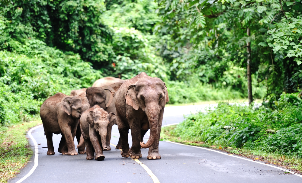 khao yai national park elephants